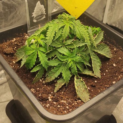 Auto Og Kush growlog timeline photo