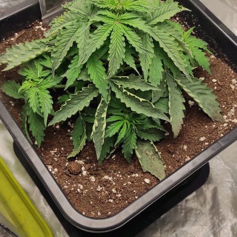 Auto Og Kush growlog timeline photo