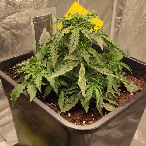 Auto Og Kush growlog timeline photo