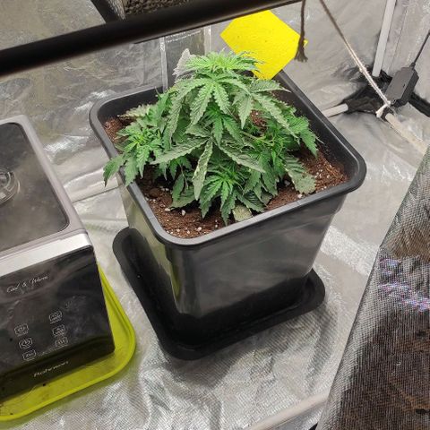 Auto Og Kush growlog timeline photo