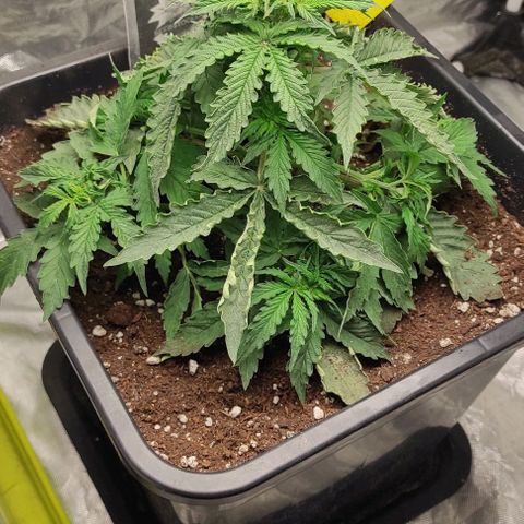 Auto Og Kush growlog timeline photo