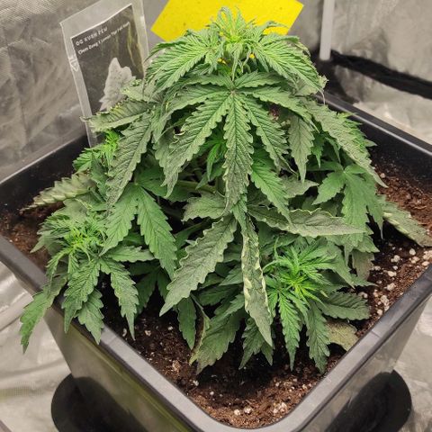 Auto Og Kush growlog timeline photo