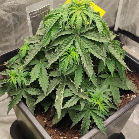 Auto Og Kush growlog timeline photo
