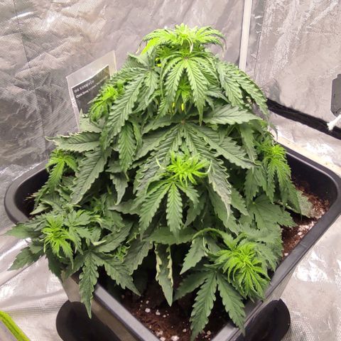 Auto Og Kush growlog timeline photo