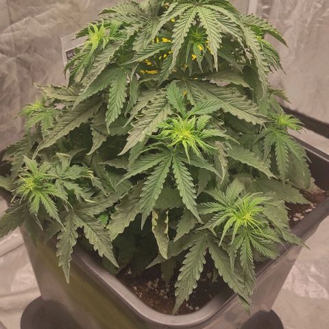 Auto Og Kush growlog timeline photo