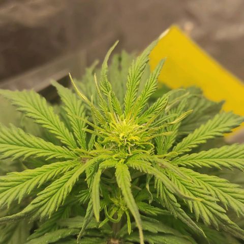 Auto Og Kush growlog timeline photo