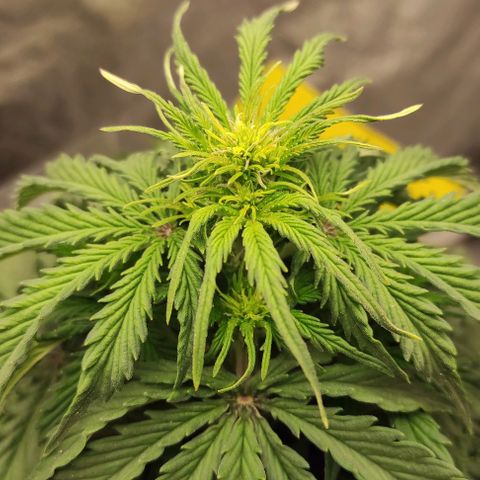 Auto Og Kush growlog timeline photo