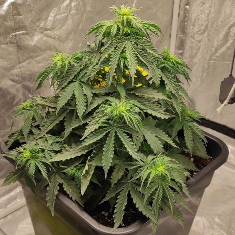 Auto Og Kush growlog timeline photo