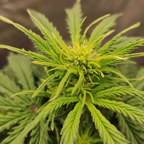 Auto Og Kush growlog timeline photo