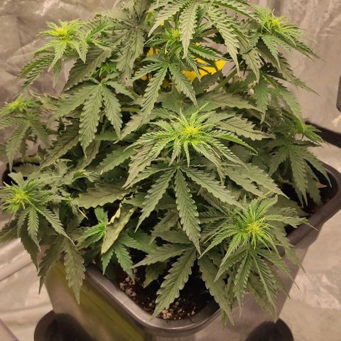 Auto Og Kush growlog timeline photo