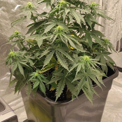 Auto Og Kush growlog timeline photo
