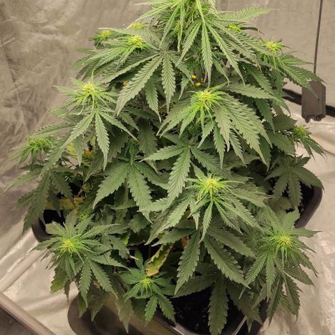Auto Og Kush growlog timeline photo