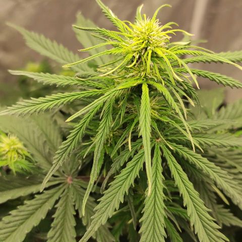 Auto Og Kush growlog timeline photo