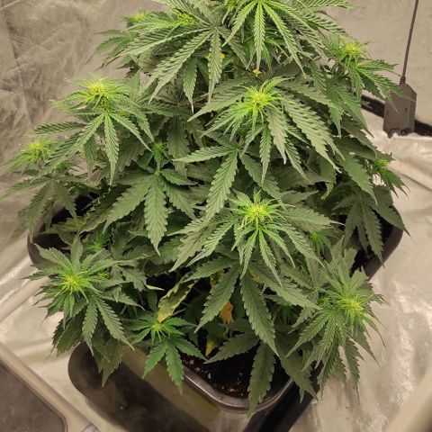 Auto Og Kush growlog timeline photo