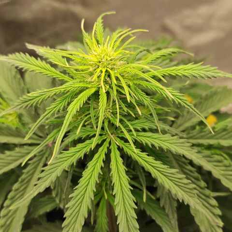 Auto Og Kush growlog timeline photo
