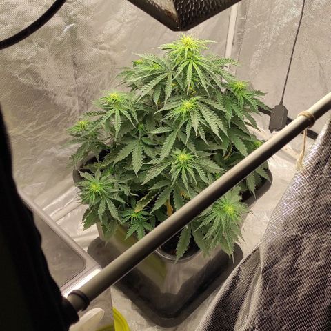 Auto Og Kush growlog timeline photo