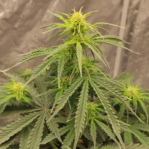 Auto Og Kush growlog timeline photo