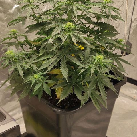 Auto Og Kush growlog timeline photo