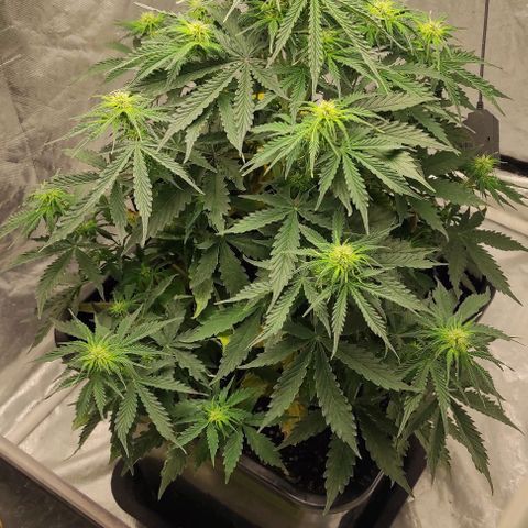 Auto Og Kush growlog timeline photo