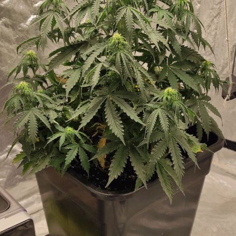 Auto Og Kush growlog timeline photo