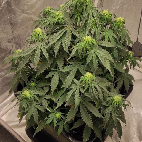 Auto Og Kush growlog timeline photo