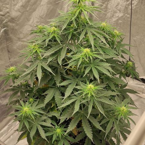 Auto Og Kush growlog timeline photo