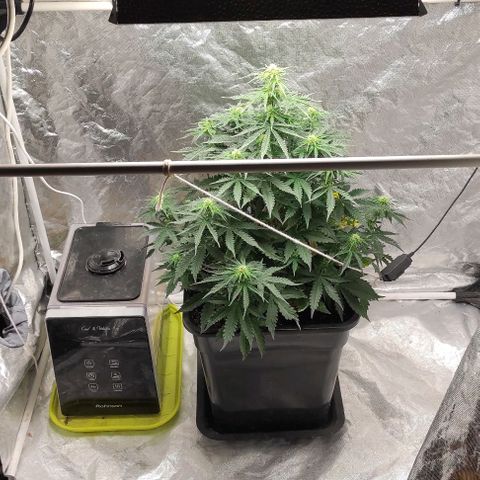 Auto Og Kush growlog timeline photo