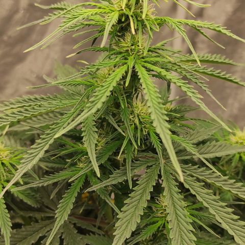 Auto Og Kush growlog timeline photo