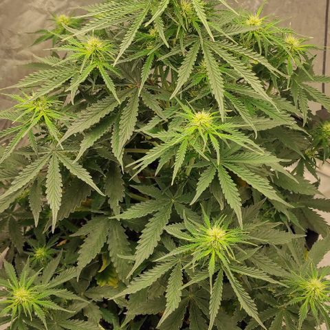 Auto Og Kush growlog timeline photo