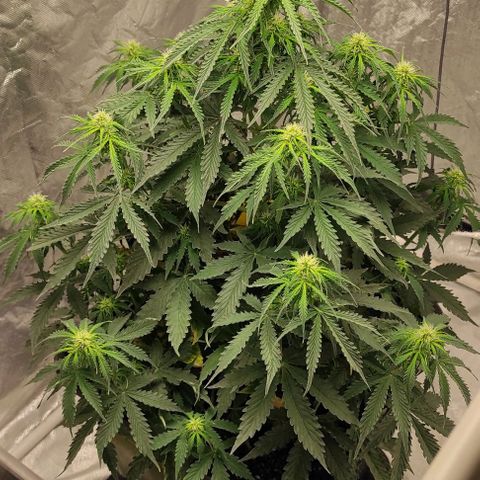 Auto Og Kush growlog timeline photo