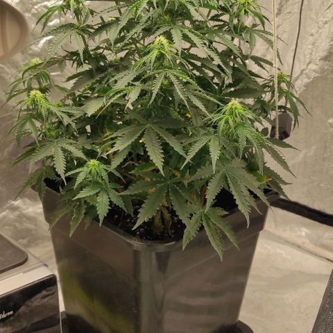 Auto Og Kush growlog timeline photo
