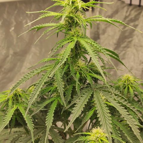 Auto Og Kush growlog timeline photo