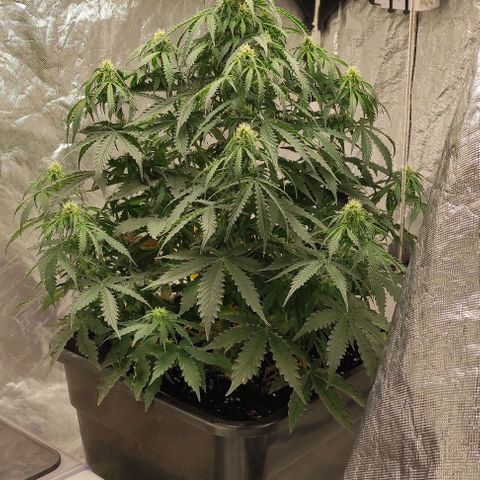 Auto Og Kush growlog timeline photo