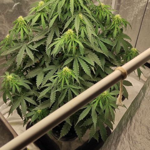 Auto Og Kush growlog timeline photo