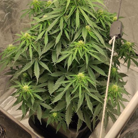Auto Og Kush growlog timeline photo