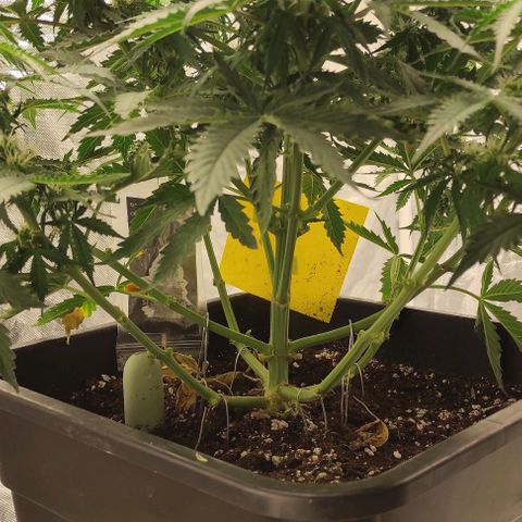 Auto Og Kush growlog timeline photo