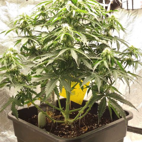Auto Og Kush growlog timeline photo