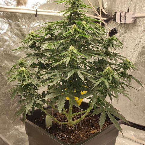 Auto Og Kush growlog timeline photo