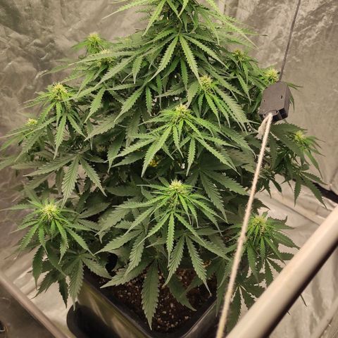 Auto Og Kush growlog timeline photo