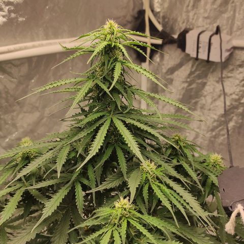 Auto Og Kush growlog timeline photo