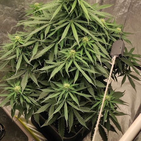 Auto Og Kush growlog timeline photo