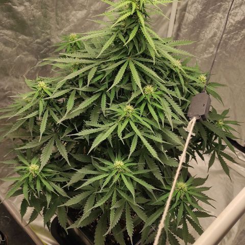Auto Og Kush growlog timeline photo