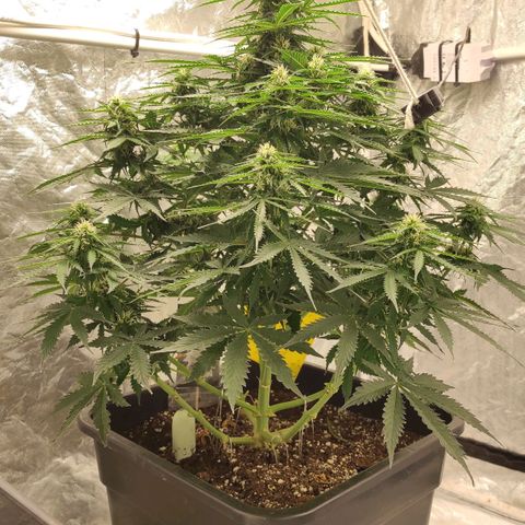 Auto Og Kush growlog timeline photo