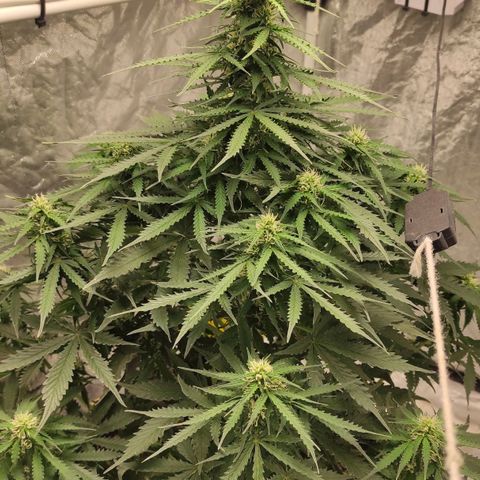 Auto Og Kush growlog timeline photo