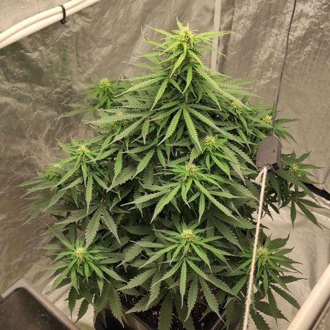 Auto Og Kush growlog timeline photo