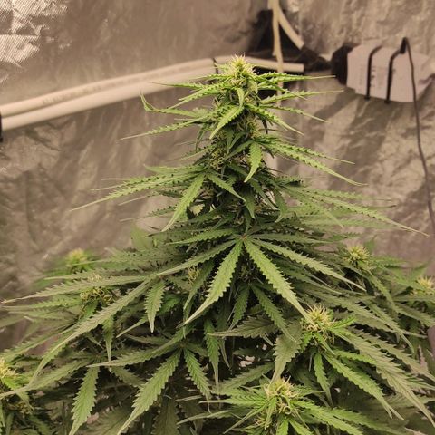 Auto Og Kush growlog timeline photo