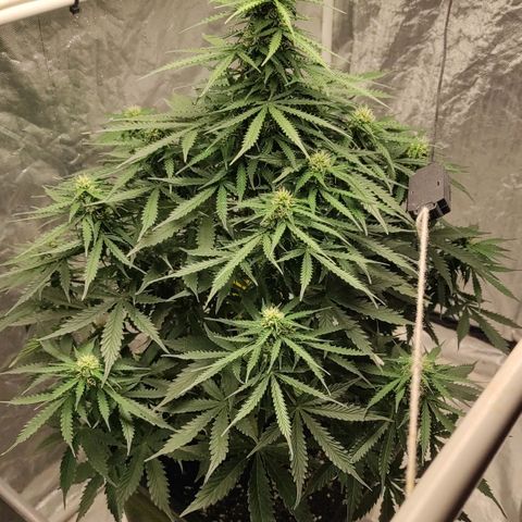 Auto Og Kush growlog timeline photo