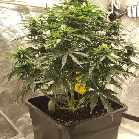 Auto Og Kush growlog timeline photo