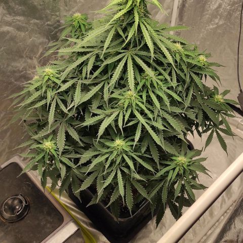 Auto Og Kush growlog timeline photo