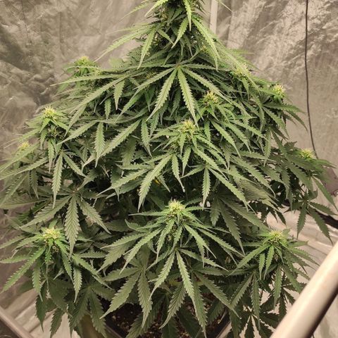 Auto Og Kush growlog timeline photo